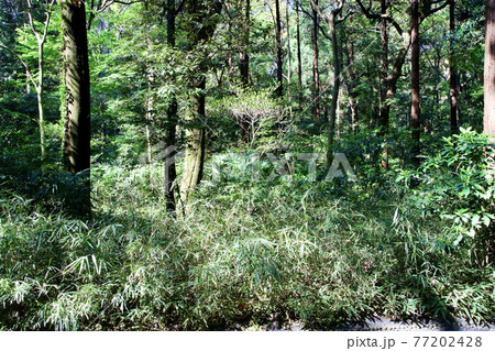明治神宮の茂み 明治神宮の茂み 77202428