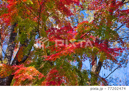 埼玉県神川町にある城峯公園の見頃を迎えた紅葉 77202474
