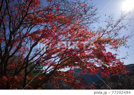 埼玉県神川町にある城峯公園の見頃を迎えた紅葉 埼玉県神川町にある城峯公園の見頃を迎えた紅葉 77202494