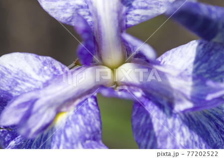 花菖蒲園に紫と白色の菖蒲の花が咲いています。このハナショウブの名前は藤絞りです。 77202522