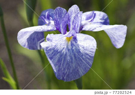 花菖蒲園に紫と白色の菖蒲の花が咲いています このハナショウブの名前は藤絞りです の写真素材