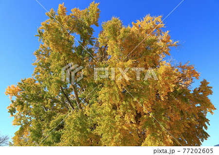 長い年月を生きる大和の大イチョウ～豊川市 77202605