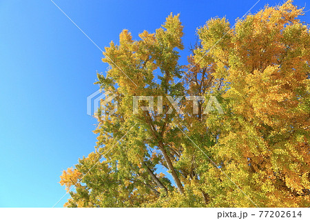 長い年月を生きる大和の大イチョウ~豊川市 長い年月を生きる大和の大イチョウ~豊川市 77202614