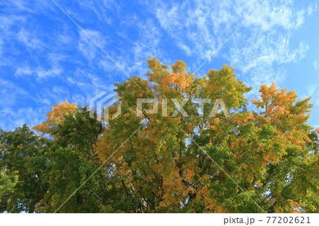 長い年月を生きる大和の大イチョウ～豊川市 77202621