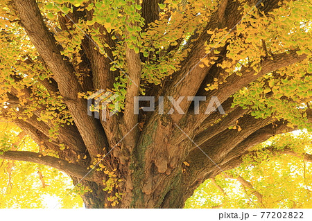 長い年月を生きる大和の大イチョウ～豊川市 77202822