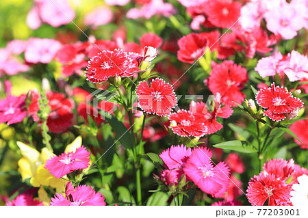 色とりどりの石竹（セキチク）の花 77203001