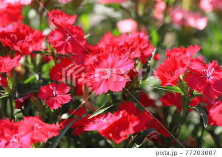 色とりどりの石竹(セキチク)の花 色とりどりの石竹(セキチク)の花 77203007