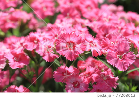 色とりどりの石竹（セキチク）の花の写真素材 [77203012] - PIXTA