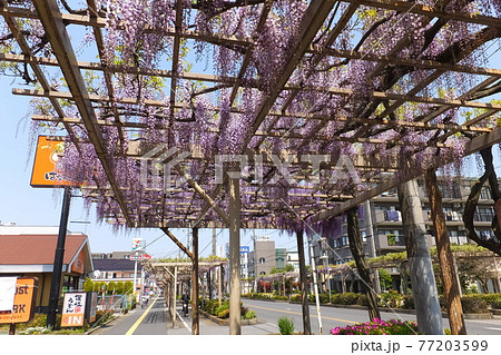 春日部のふじ通りの藤の花 77203599