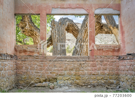 Old cottonwood tree through windows 77203600