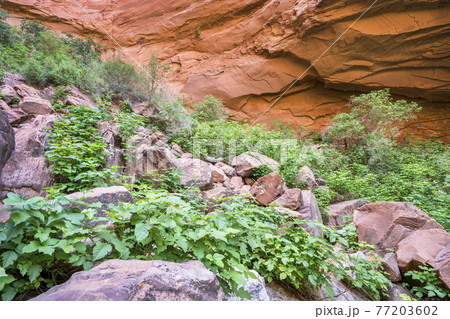 poison ivy in sandstone canyon poison ivy in sandstone canyon 77203602