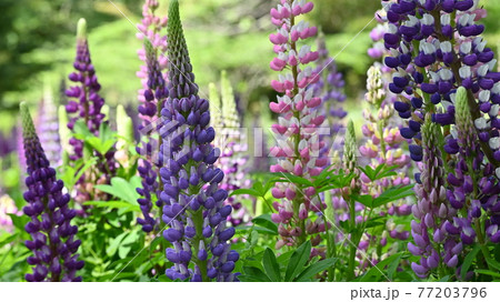 鮮やかなルピナスの花 77203796