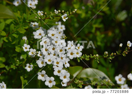 満開のユキヤナギ 満開のユキヤナギ 77203886
