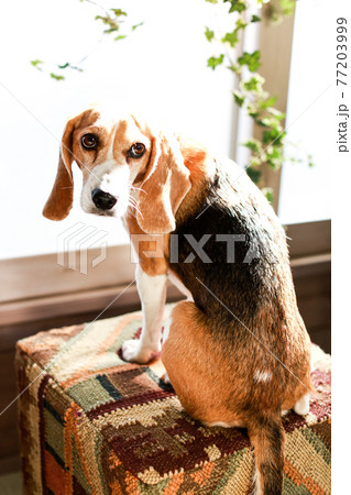 窓辺で椅子に座り振り返るビーグル犬 窓辺で椅子に座り振り返るビーグル犬 77203999
