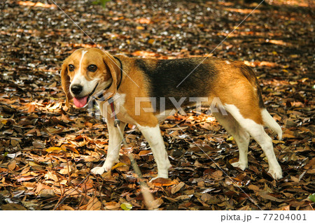 落ち葉の上で楽しそうに佇むビーグル犬 落ち葉の上で楽しそうに佇むビーグル犬 77204001