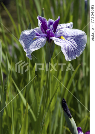 花菖蒲園に紫と白色の菖蒲の花が咲いています。このハナショウブの名前は長井小町です。 77204095