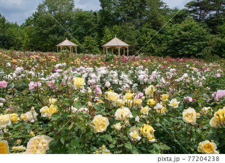 そらの花畑 世羅高原花の森のイングリッシュローズ そらの花畑 世羅高原花の森のイングリッシュローズ 77204238