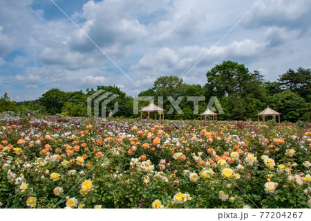 そらの花畑　世羅高原花の森のイングリッシュローズ 77204267