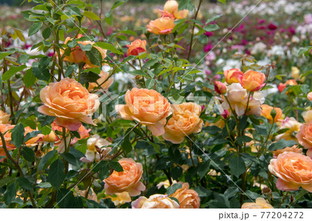 そらの花畑 世羅高原花の森のイングリッシュローズ そらの花畑 世羅高原花の森のイングリッシュローズ 77204272