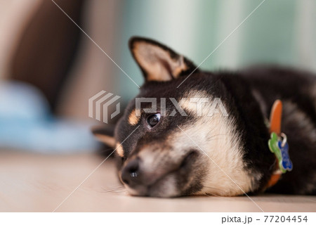 柴犬 柴犬 77204454