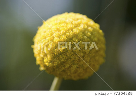 クラスペディアの黄色いボールのような花が咲いています。学名はCraspedia globosaです。 77204539