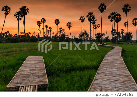 Walking trail of Rice and sugar palm tree farm at dusk 77204565