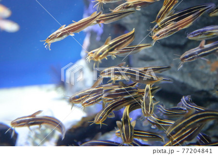 池袋サンシャイン水族館のゴンズイ 77204841