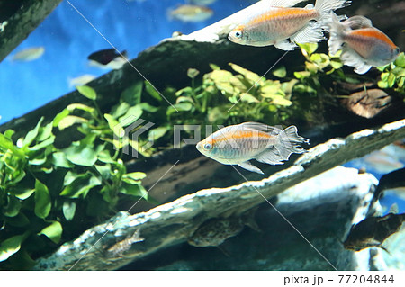 池袋サンシャイン水族館のコンゴテトラ 77204844