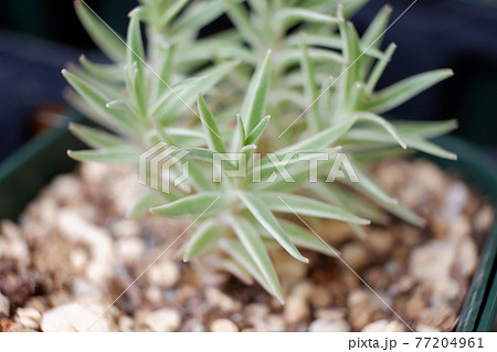 多肉植物 セダムの写真素材