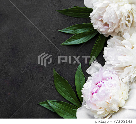 Peony flowers on a black background 77205142