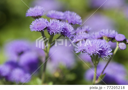 アゲラタムの紫色の花が咲いています。学名はAgeratumです。 アゲラタムの紫色の花が咲いています。学名はAgeratumです。 77205218