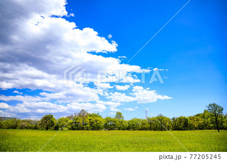 埼玉県さいたま市　桜草公園　の青空 77205245