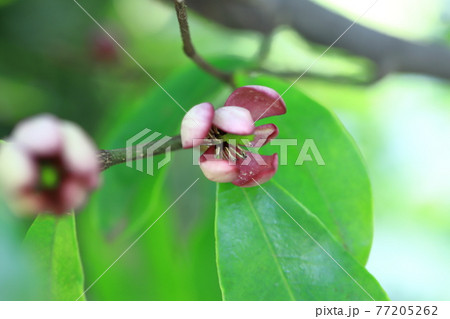 紅花唐種招霊（ベニバナカラタネオガタマ）の花 77205262