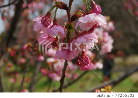 陽光桜 77205302