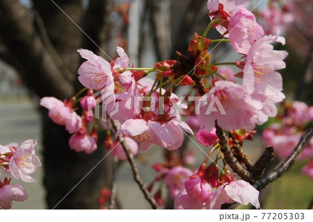陽光桜 77205303