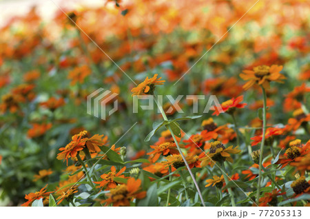 公園にオレンジ色のジニアの花が咲いています 名前はプロフュージョンです の写真素材