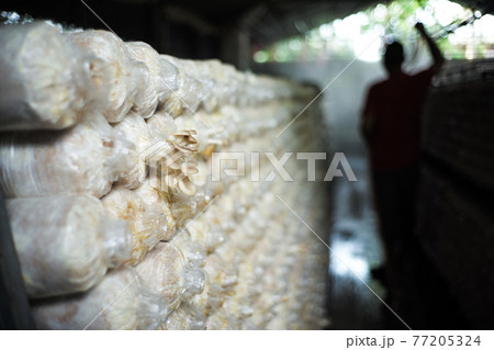 Closeup bouquet of young mushroom grows from the plantation pack in the farm with silhouette blurred farmer in background Closeup bouquet of young mushroom grows from the plantation pack in the farm with silhouette blurred farmer in background 77205324