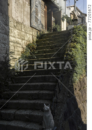 階段の上と下にある猫の置物 77205672