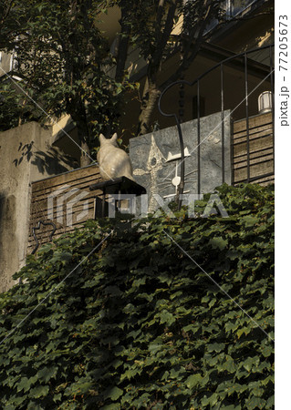 蔦の上にある猫の置物 蔦の上にある猫の置物 77205673