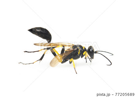 Image of mud dauber wasp(Sphecidae) isolated on white background. Insect. Animal. 77205689