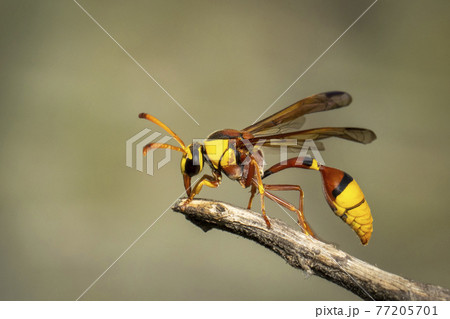 Image of black back mud-wasp on dry branch on natural background. Insect. Animal. 77205701