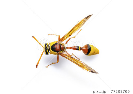 Image of black back mud-wasp isolated on white background. Animal. Insect. Image of black back mud-wasp isolated on white background. Animal. Insect. 77205709