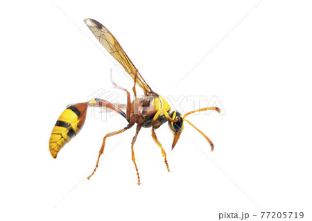 Image of black back mud-wasp isolated on white background. Animal. Insect. Image of black back mud-wasp isolated on white background. Animal. Insect. 77205719