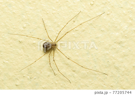 Image of daddy long legs spiders on the floor. Insect. Animal. Image of daddy long legs spiders on the floor. Insect. Animal. 77205744
