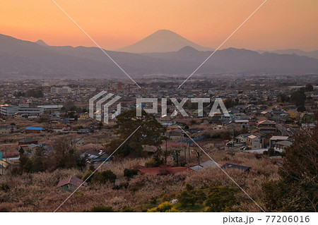 小田原市　曽我梅林　見晴台からの富士山と梅 77206016