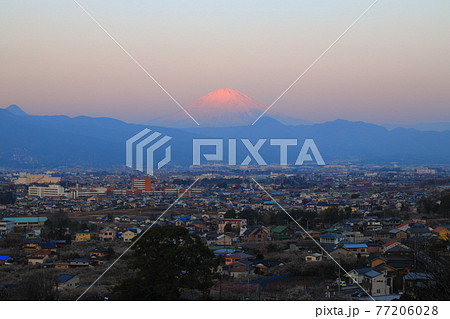 小田原市　曽我梅林　見晴台からの富士山と梅 77206028