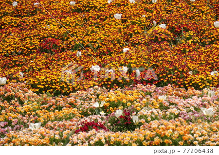 カラフルなビオラ花壇 カラフルなビオラ花壇 77206438