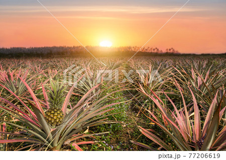 Agricultural occupation pineapple fruit on tree in plantation at Thailand. 77206619