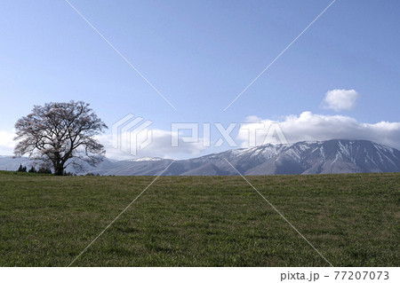風景写真 小岩井農場の1本桜と岩手山 宮沢賢治の心象風景の写真素材 