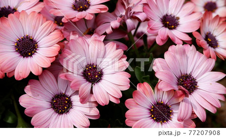 商用で使える花の写真 77207908